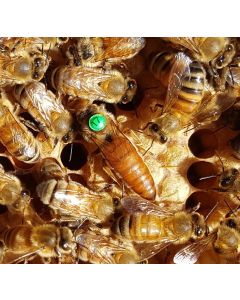 Queen Bee (WA only)