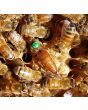 Queen Bee (WA only)