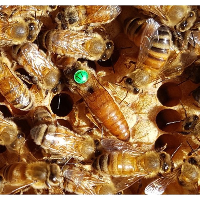 Queen Bee (WA only)